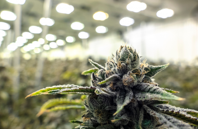 Read more about the article Automation Adaption is Beginning to Impact the Medical Marijuana Industry
