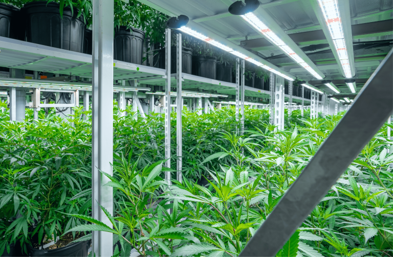 Read more about the article The Role of Technology in Spurring Growth in the Cannabis Industry