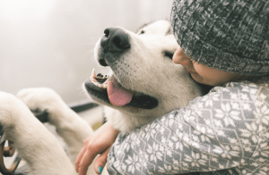Read more about the article How the Multi-Billion Dollar Pet Industry Brands Mastered the Subscription Marketplace