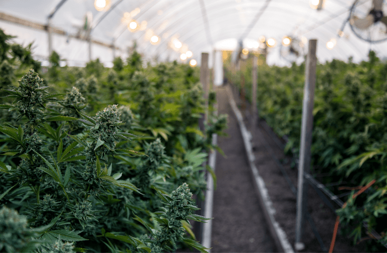 Read more about the article The Growing Role of AI and Automation in the Cannabis Industry