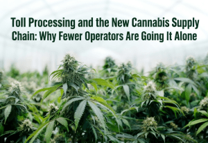 Read more about the article 