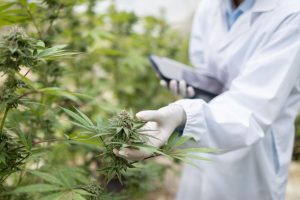 Read more about the article Maximizing Cannabis Yield Without Compromising Quality: Strategies Used by Top Cultivators